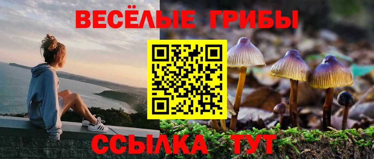 Галлюциногенные грибы Psilocybe Гатчина